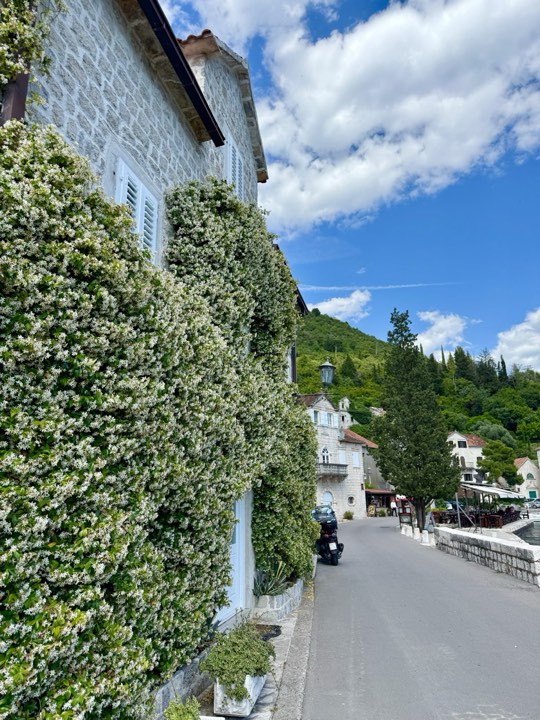 A leafy stone house on the street in Perast